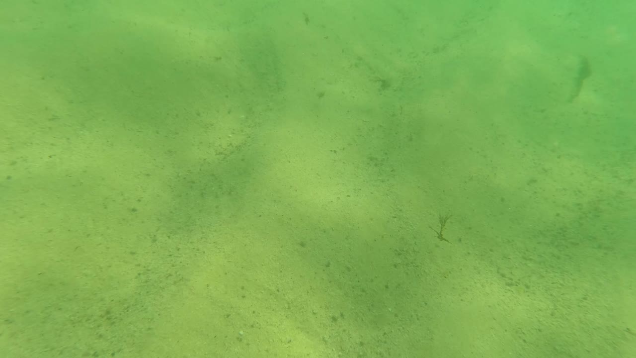 Mostly sandy green underwater seabed with faint ripples.