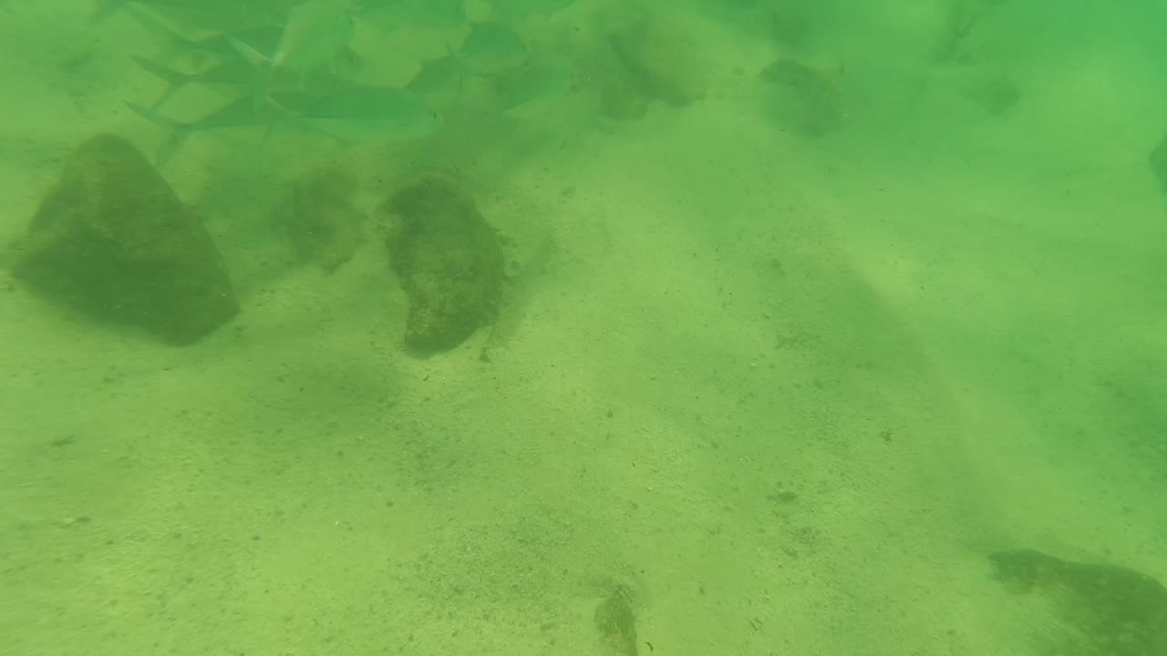 Several small fish pass across the green underwater frame in Los Barriles above a sandy bottom with dark rocks and no visible people.