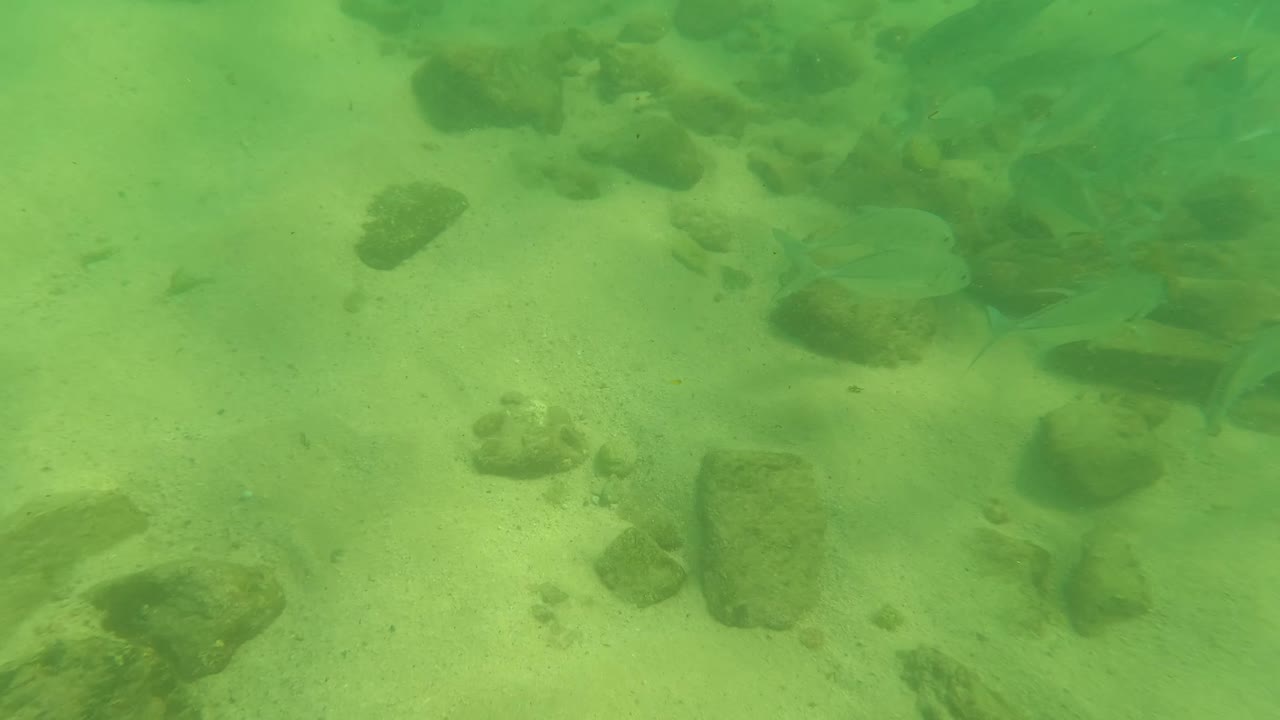At 0:01 in Los Barriles, Baja California Sur, Mexico, a small fish is visible over the pale sandy bottom among scattered rocks, with no visible people.