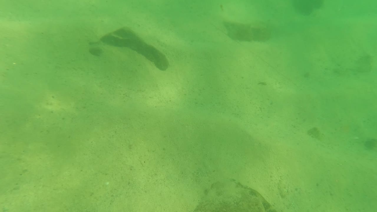 Green underwater view of sandy seabed with dark fish near the top and rocks below.