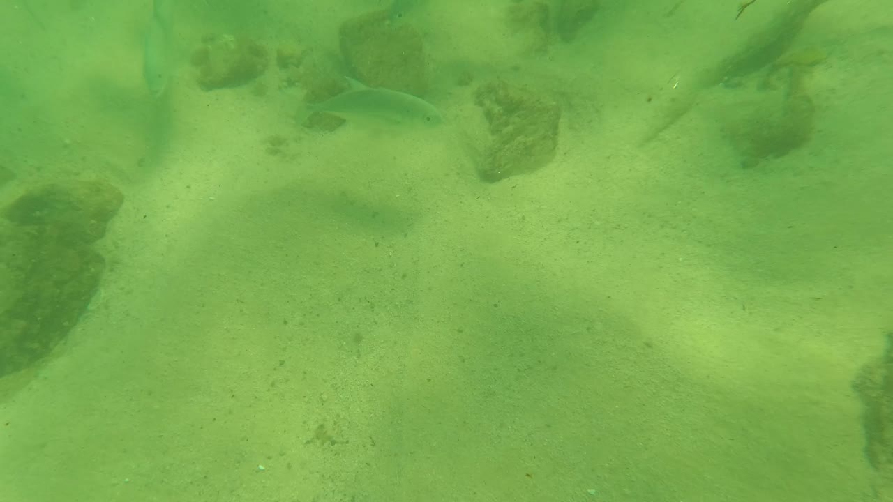 Green underwater view in Los Barriles with a larger dark rock near the lower center, small fish in the upper left, pale sand, and no visible people.