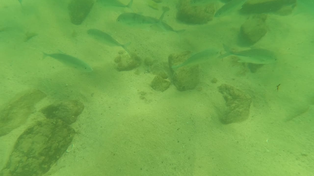 Underwater sandy bottom with rocks and fish moving through frame