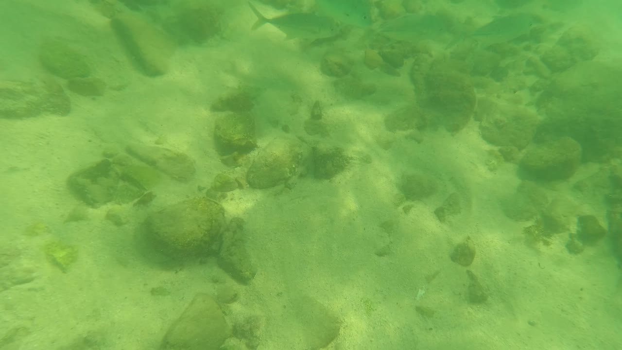 Green underwater view in Los Barriles with rounded rocks, sandy patches, faint fish shapes near the right side, and no visible people.