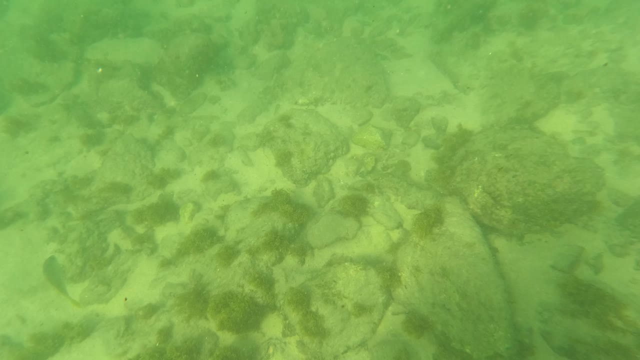 Green-tinted underwater view in Los Barriles, Baja California Sur, showing sandy bottom, scattered rocks, dark aquatic plants, and no visible people at the start of the clip.