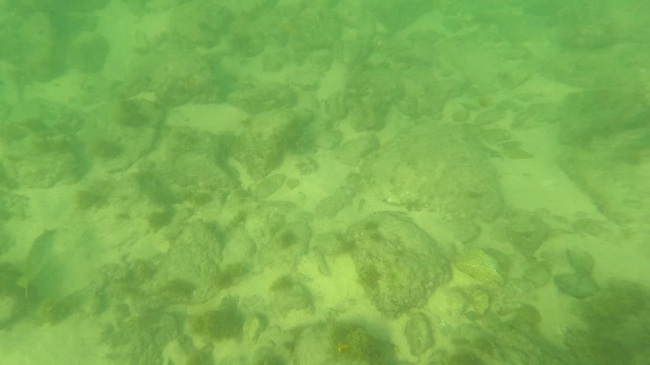 Underwater frame from Los Barriles, Baja California Sur, with rounded rocks and darker vegetation visible through green water, with no visible people.