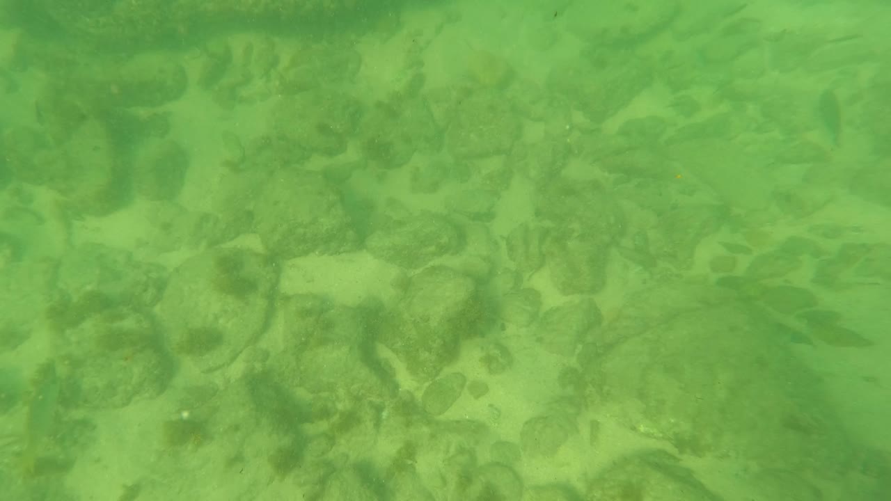 Green underwater view in Los Barriles, Baja California Sur, showing sand between algae-covered rocks and soft filtered light, with no visible people.