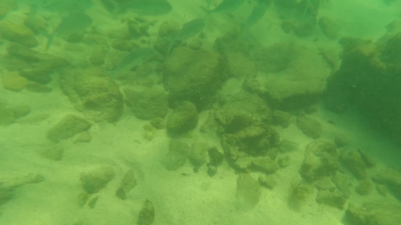 Underwater view in Los Barriles, Baja California Sur with greenish water over sand, scattered rocks, and small fish near the left and center, with no visible people.