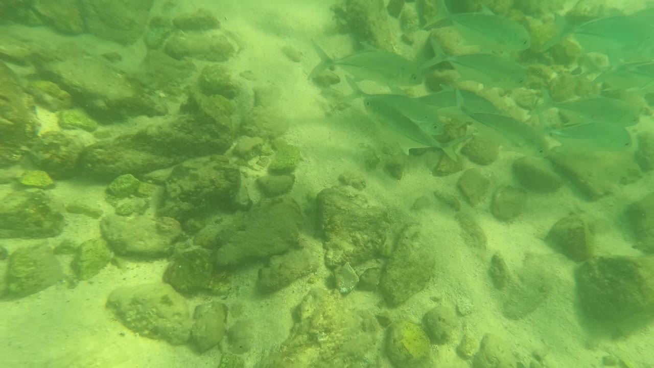 Fish swim above a sandy rocky seabed in green underwater light at Los Barriles, Baja California Sur, Mexico, with no visible people.