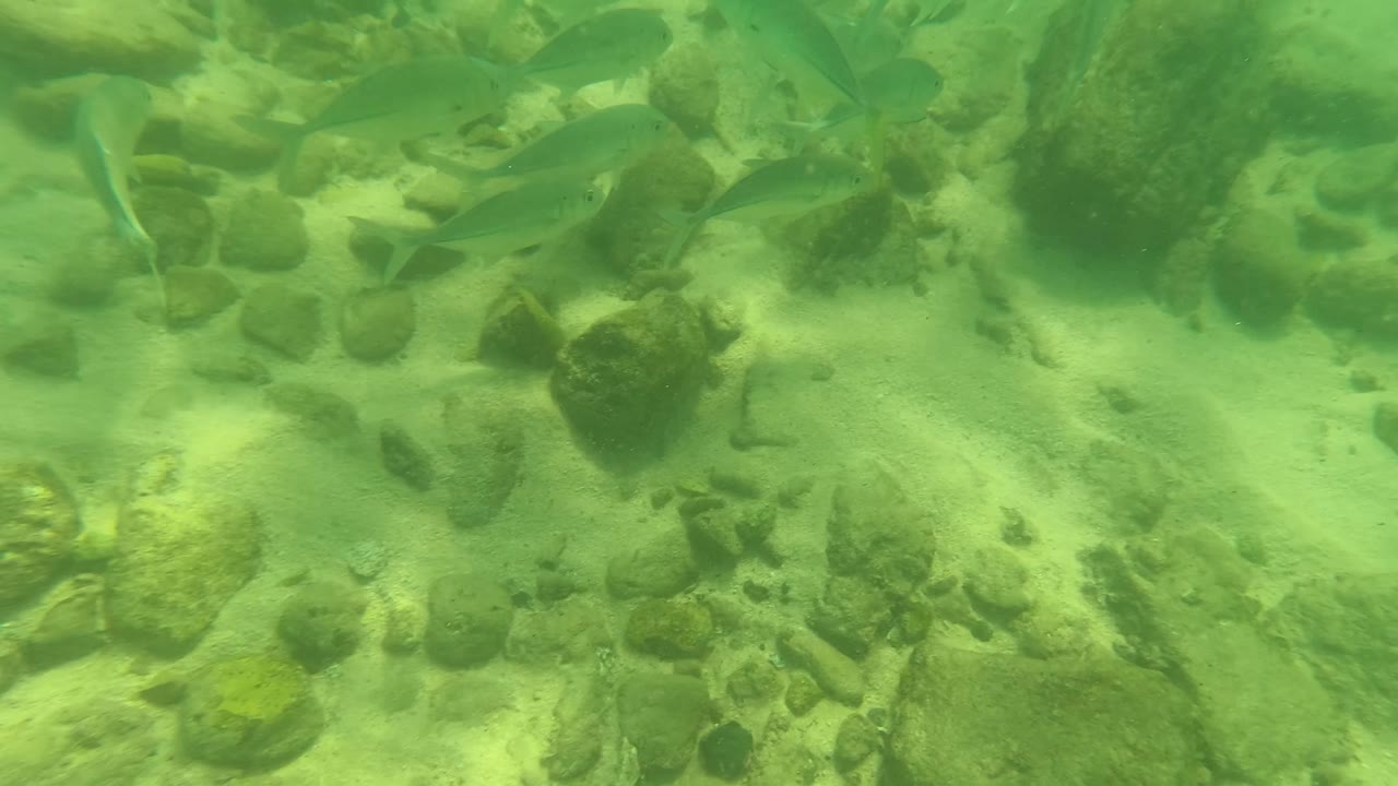 A loose school of fish crosses the upper part of the frame above rocks and pale sand at Los Barriles, Baja California Sur, Mexico, with no visible people.