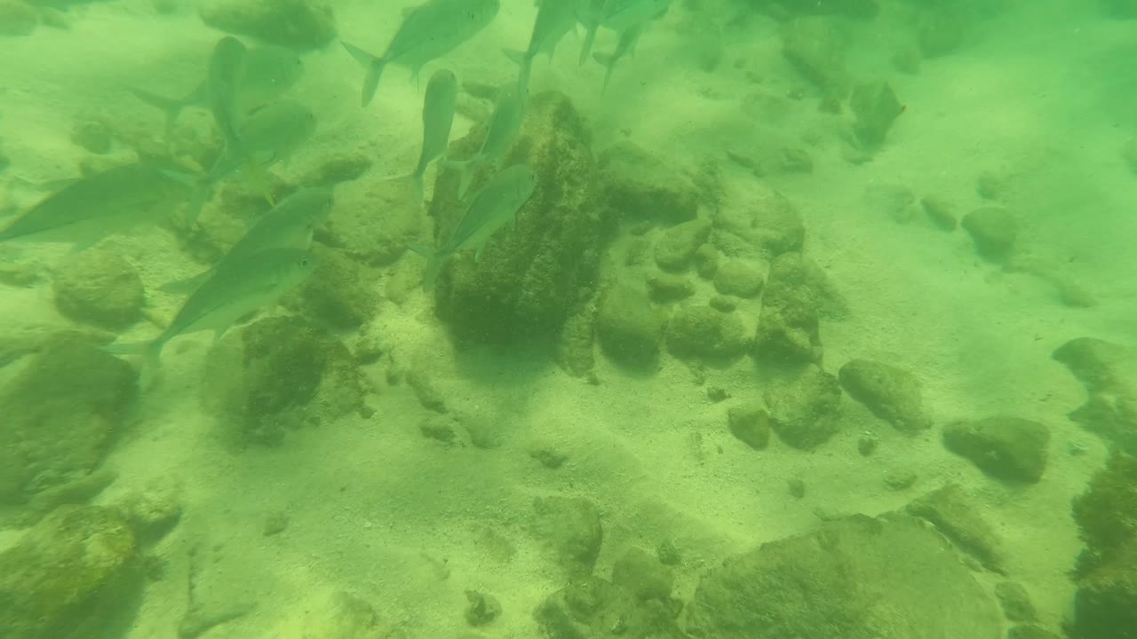Fish remain visible near the top and right side while darker rocks break up the sandy seabed in green water at Los Barriles, Baja California Sur, Mexico, with no visible people.