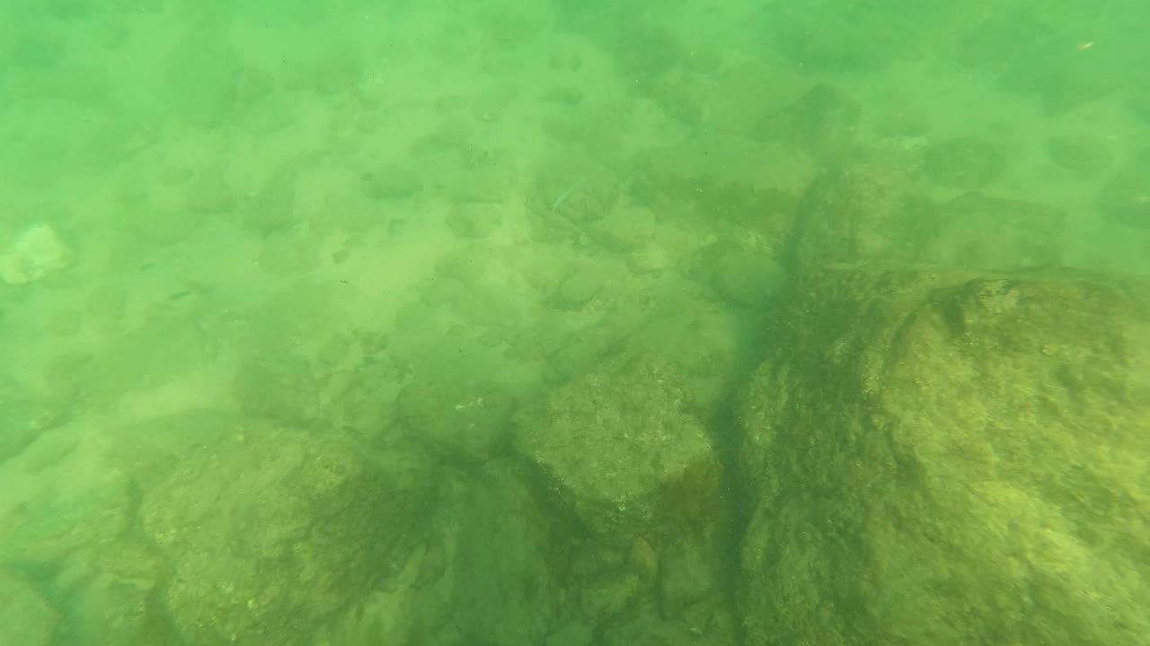 The frame holds on the Los Barriles underwater bottom, with green-tinted water, pale stones, and darker algae-covered rocks, with no visible people.