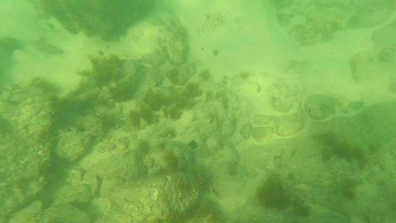 Underwater frame from Los Barriles, Baja California Sur with larger rocks on the seabed, algae clumps, pale sand, and no visible people.