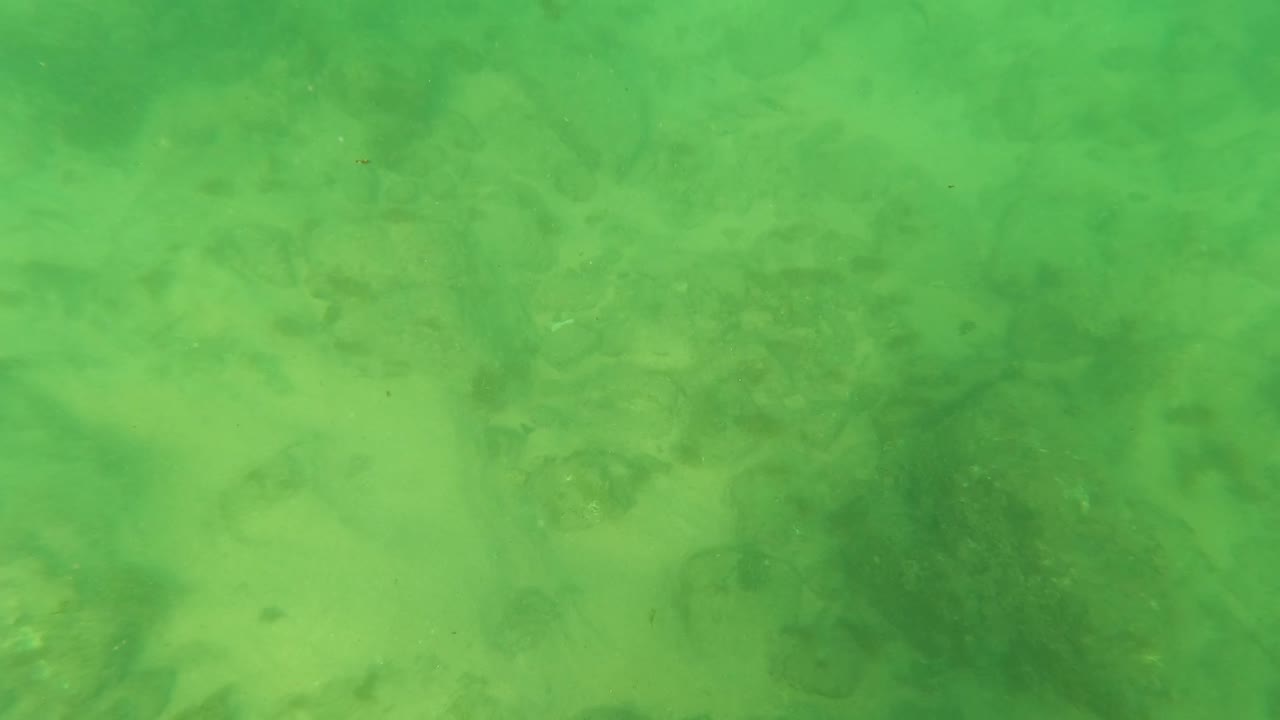 Underwater view in Los Barriles, Baja California Sur with muted green water, low-contrast rocks, sand patches, algae, and no visible people.