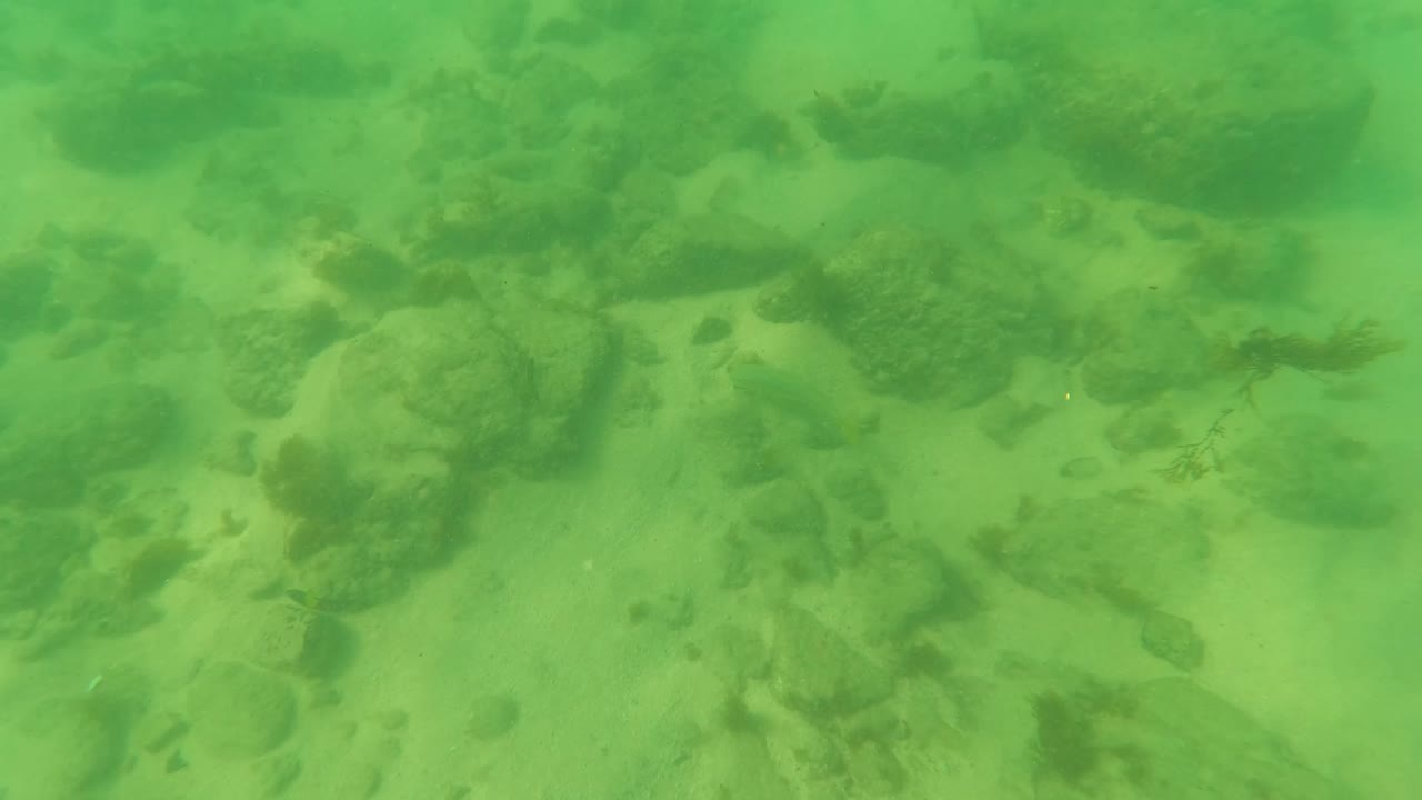 Green underwater view of sandy seabed with scattered rocks and algae.