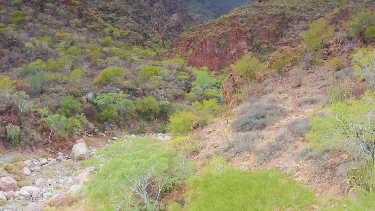 Puerto Escondido, Baja California Sur desert valley with a pale rocky wash, green shrubs, cactus forms, and red-brown hillside, with no visible people.