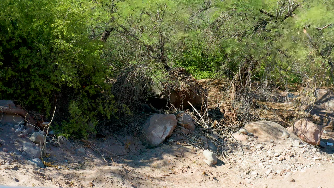 Dry rocky riverbed with green shrubs and scattered stones