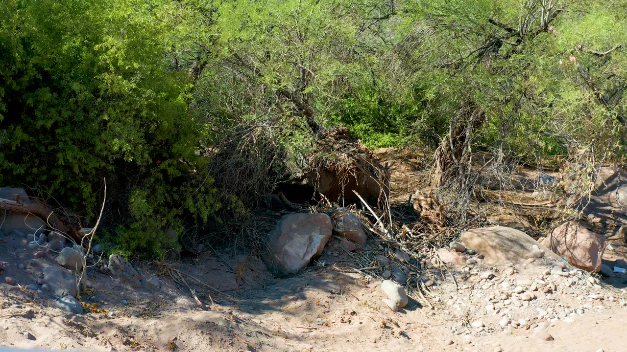 Static-looking view in San Javier, Baja California Sur showing green brush above a sandy rocky wash with several rounded stones and no visible people.