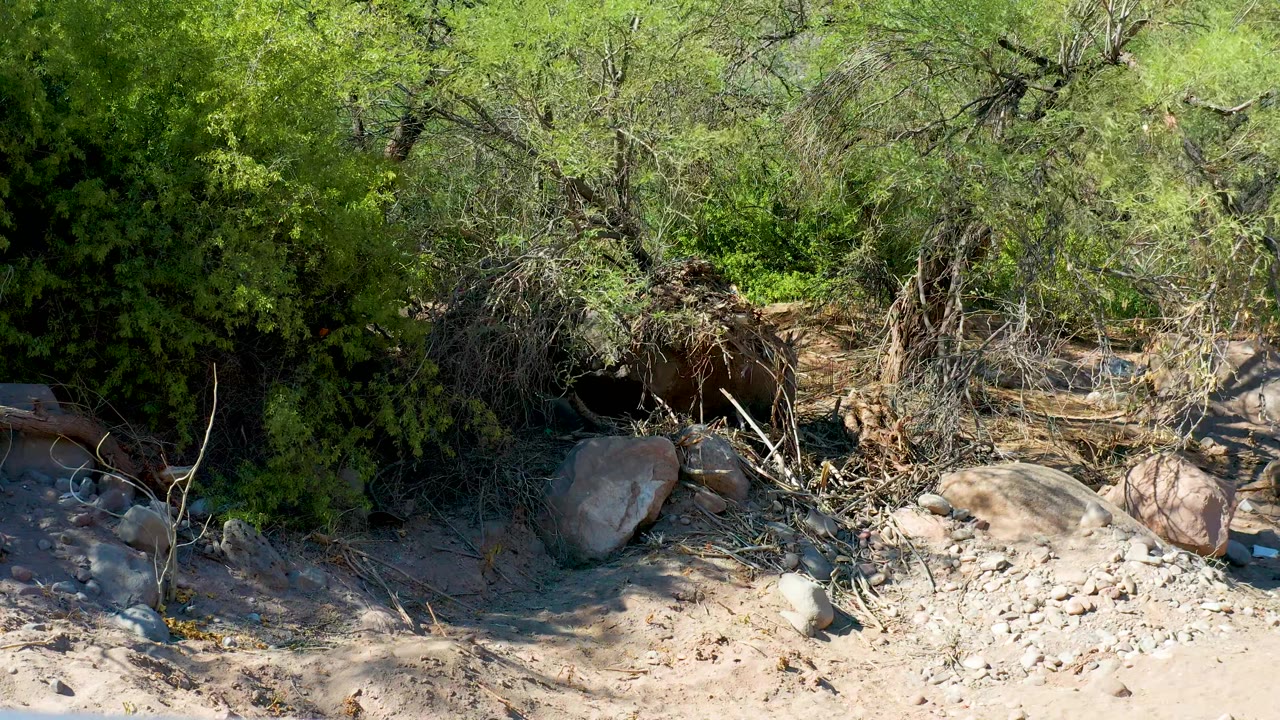 Dry wash in San Javier, Baja California Sur with thick green vegetation at the top of frame, loose stones below, exposed branches, and no visible people.