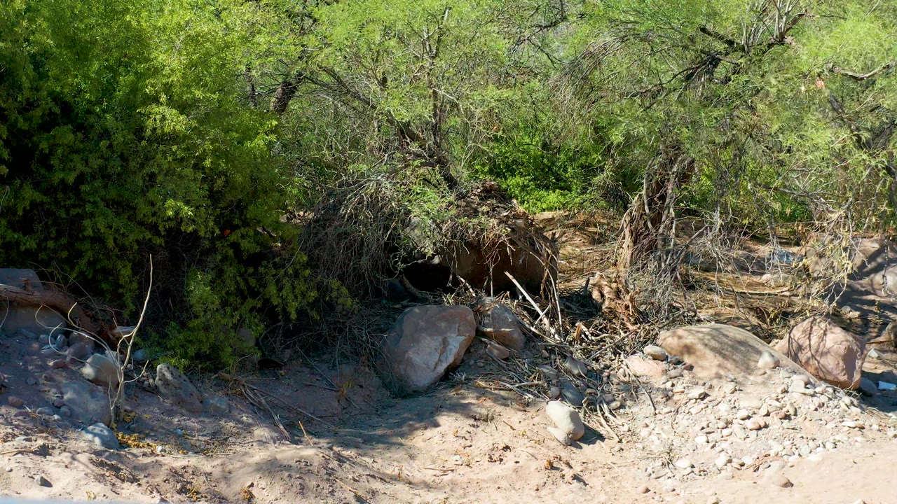 A close elevated view in San Javier, Baja California Sur shows a sandy riverbed edge, large rocks, tangled branches, dense shrubs, and no visible people.