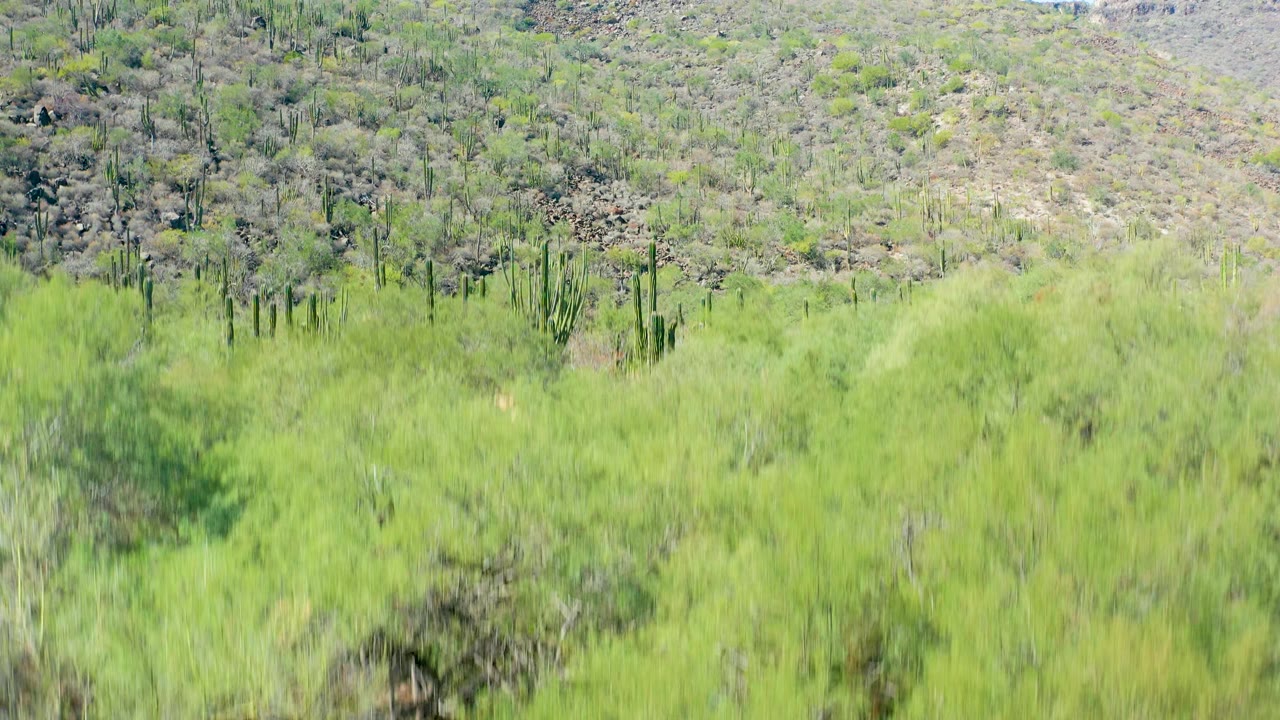 Early frame from San Javier, Baja California Sur showing blurred foreground greenery, scattered tall cacti, and a rocky hillside in bright daylight with no visible people.