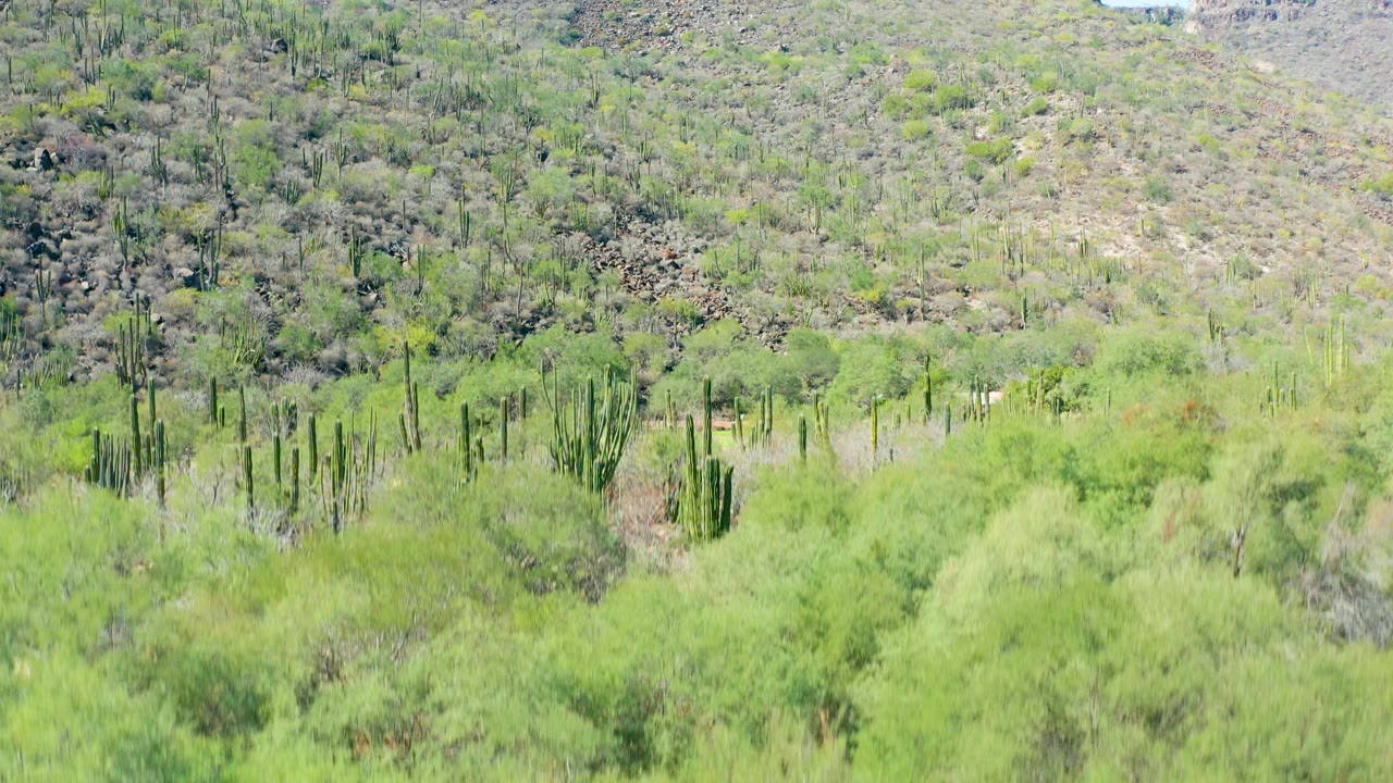 Desert valley with cacti, shrubs, dirt path, and hillside.