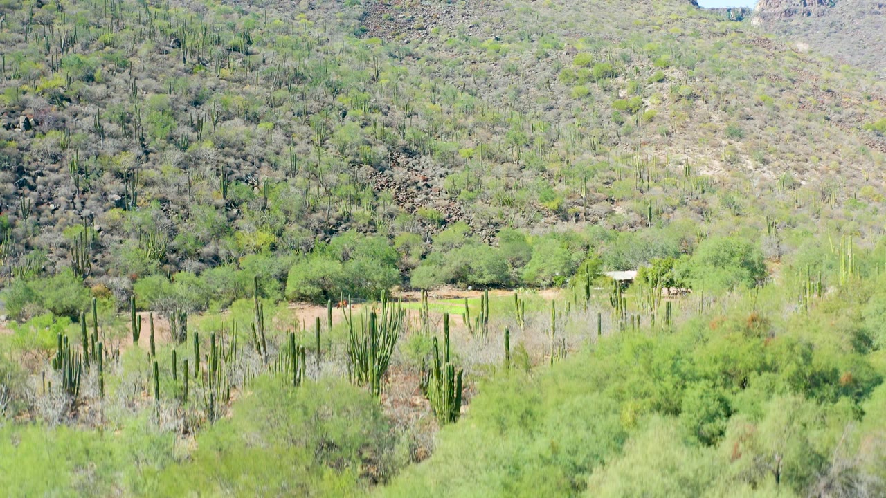 A clearer San Javier frame shows tall cacti, open dirt ground, green vegetation, a small structure near the right side, and a rocky hillside, with no visible people.
