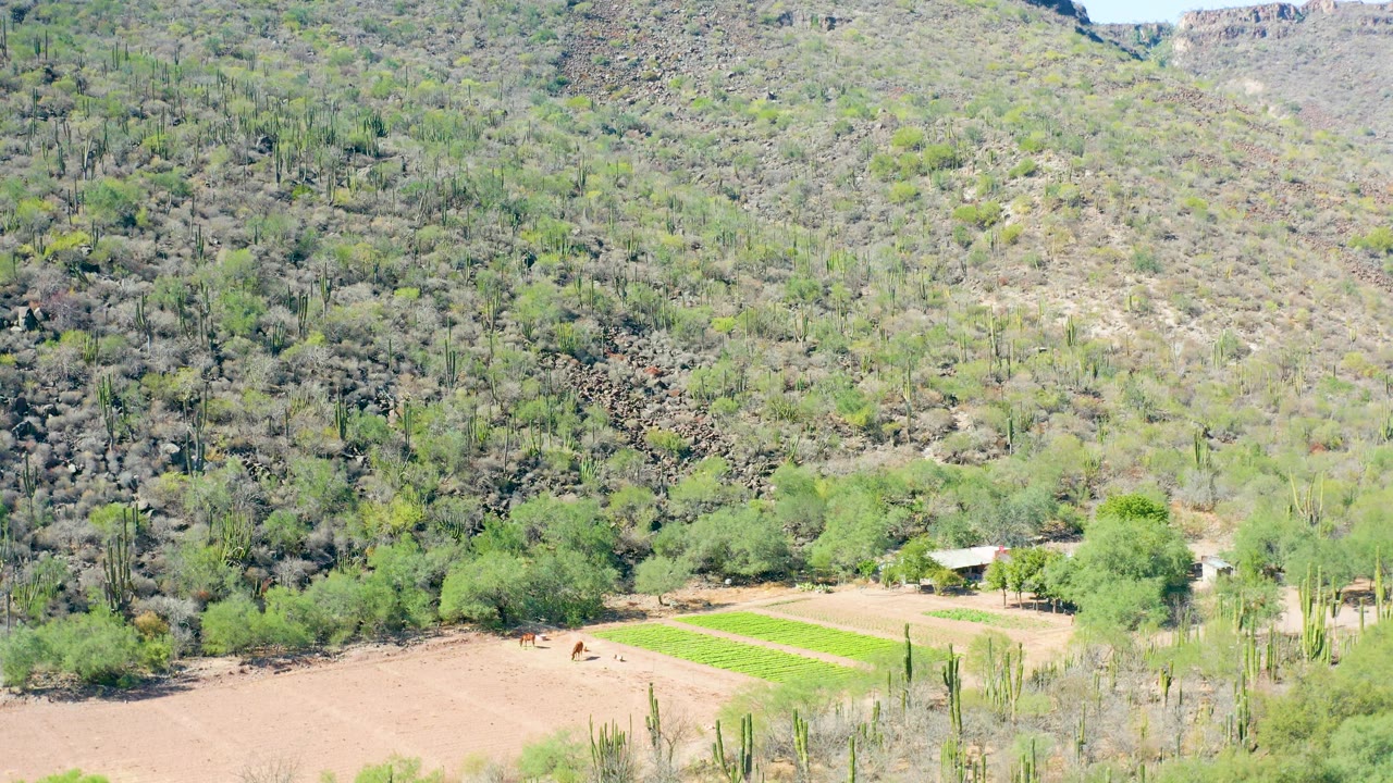 Aerial frame in San Javier, Baja California Sur showing tan farmland, a green crop strip, foreground cacti and trees, and a dry mountain slope with no visible people.