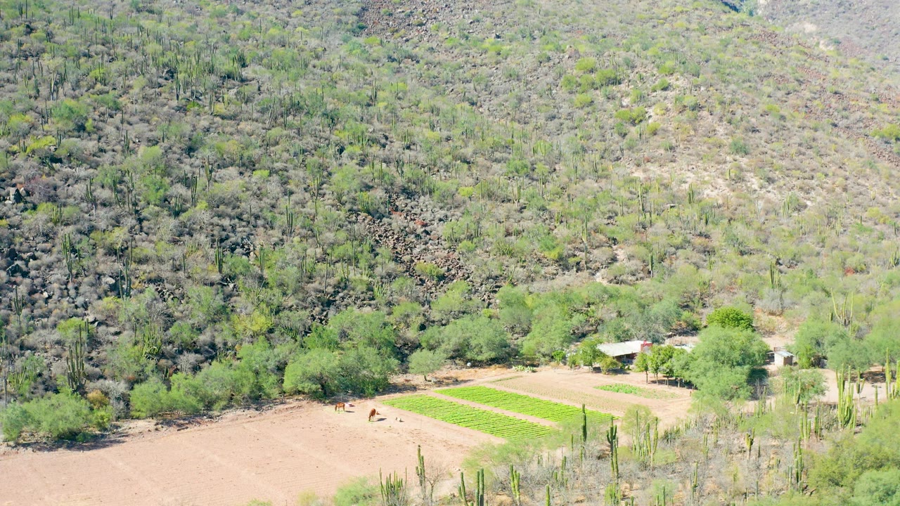 Second frame of the San Javier aerial view with the green crop rectangle clearer beside tan soil, scattered trees, cacti, and the rocky dry slope behind with no visible people.