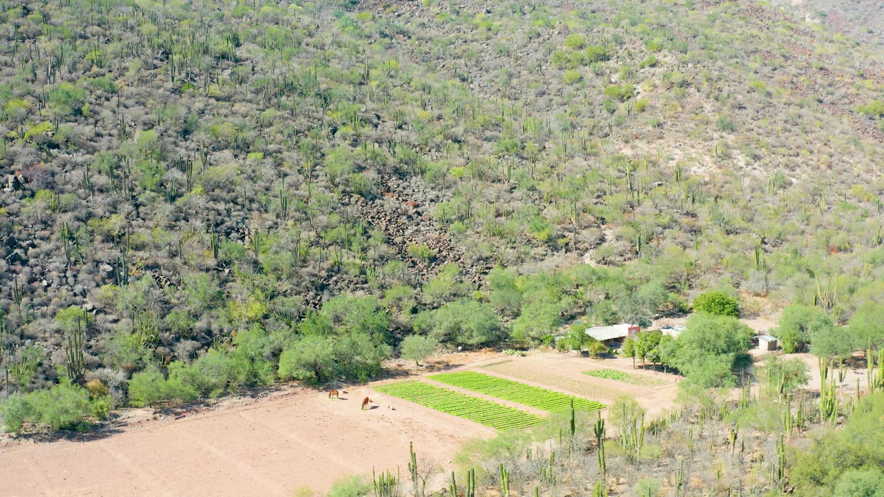 Aerial frame in San Javier, Baja California Sur with a small light-roofed structure near the field, bright green crops, desert plants, and an arid mountain backdrop with no visible people.