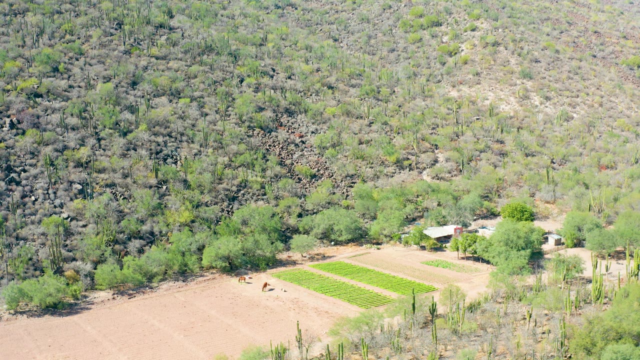 Dry cultivated plot, crop rows, cacti, and mountain vegetation.