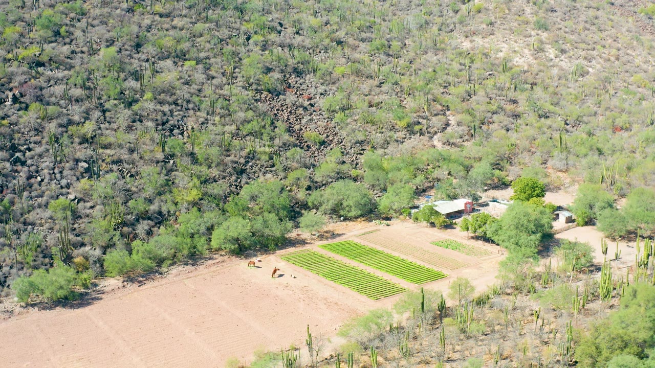 Aerial frame from San Javier, Baja California Sur showing a dry brown field beside green crop rows, small farm structures, cacti, and scrubby hills with tiny people near the field.