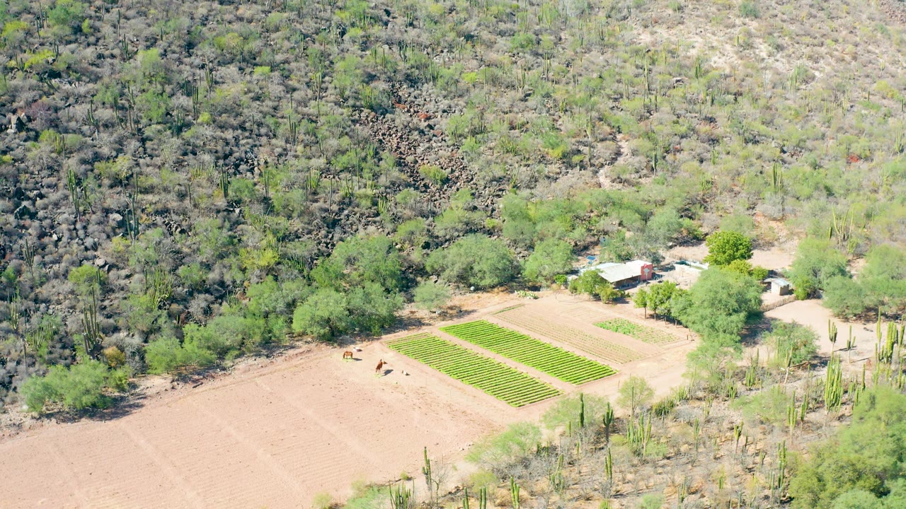 Aerial view of green crop rows next to a dry field with trees, cacti, buildings, and hillside scrub.
