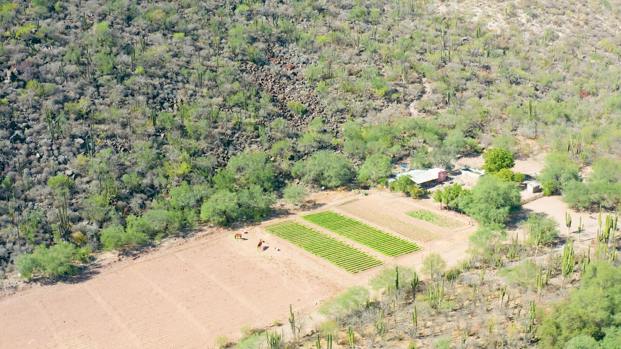 High aerial frame from San Javier, Baja California Sur showing rectangular green crop rows, a broad dry field, scattered cacti, farm buildings, and pale arid hillside vegetation.