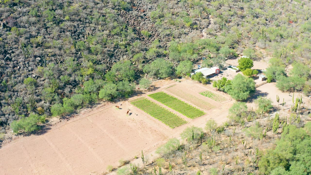 Opening aerial frame over San Javier, Baja California Sur, showing tan agricultural ground, two green crop beds, cacti, trees, a small light-roofed building, and no recognizable people.
