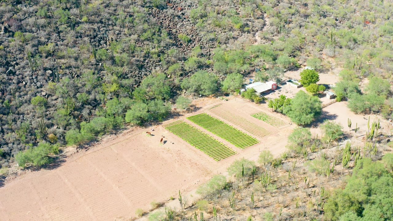 Drone view of green crop beds beside a dry field and rocky hillside vegetation.