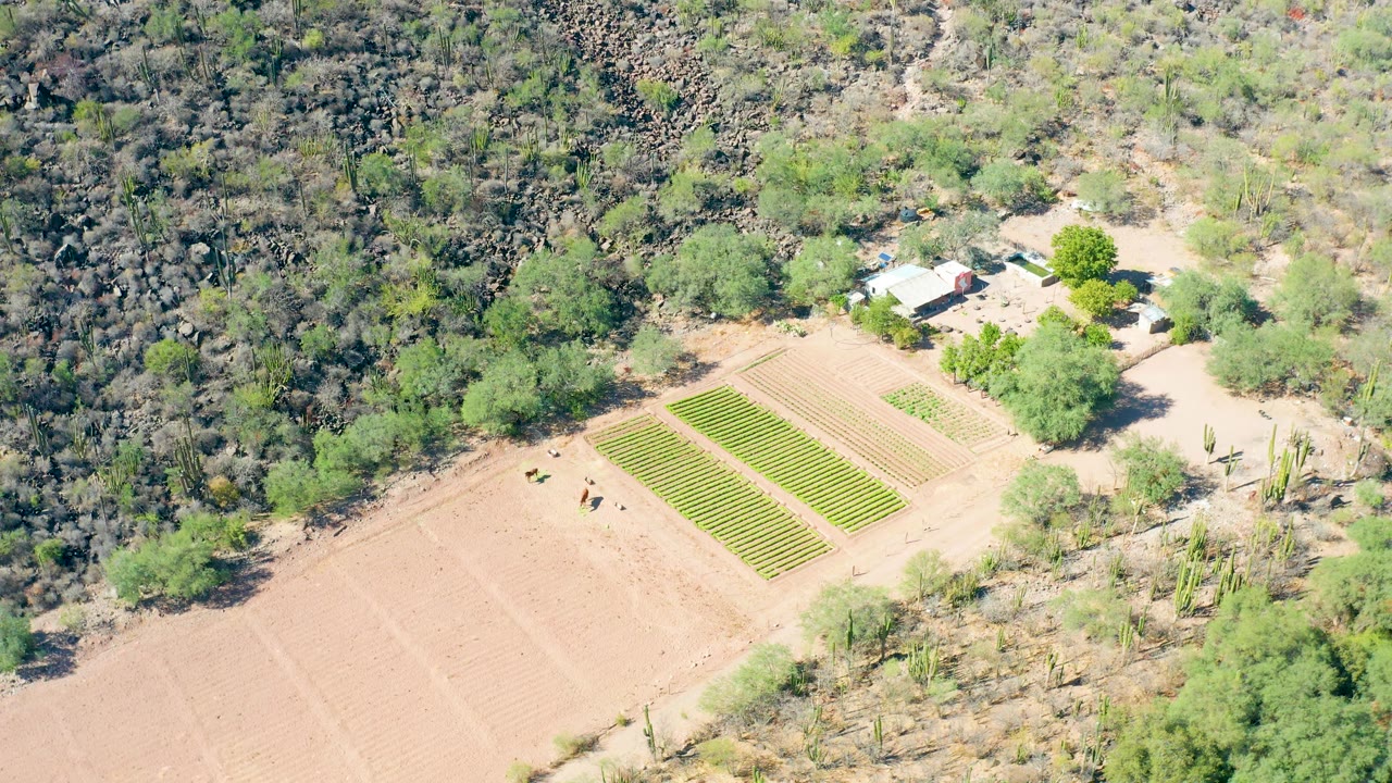 Aerial frame from San Javier, Baja California Sur with the crop rows centered lower in frame, a cluster of trees to the right, and the rocky hillside spanning the top.
