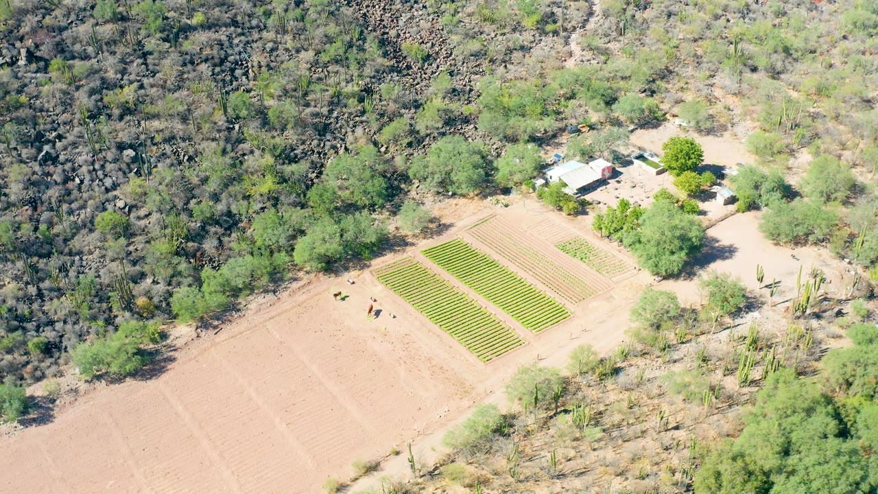 Aerial frame from San Javier, Baja California Sur showing the rectangular crop block below a rocky slope, with pale soil and scattered green trees around the farm edge.