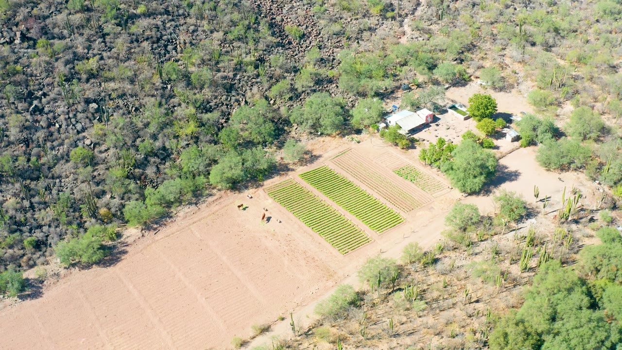 Aerial view of cultivated rows near a small rural building and dry hillside.