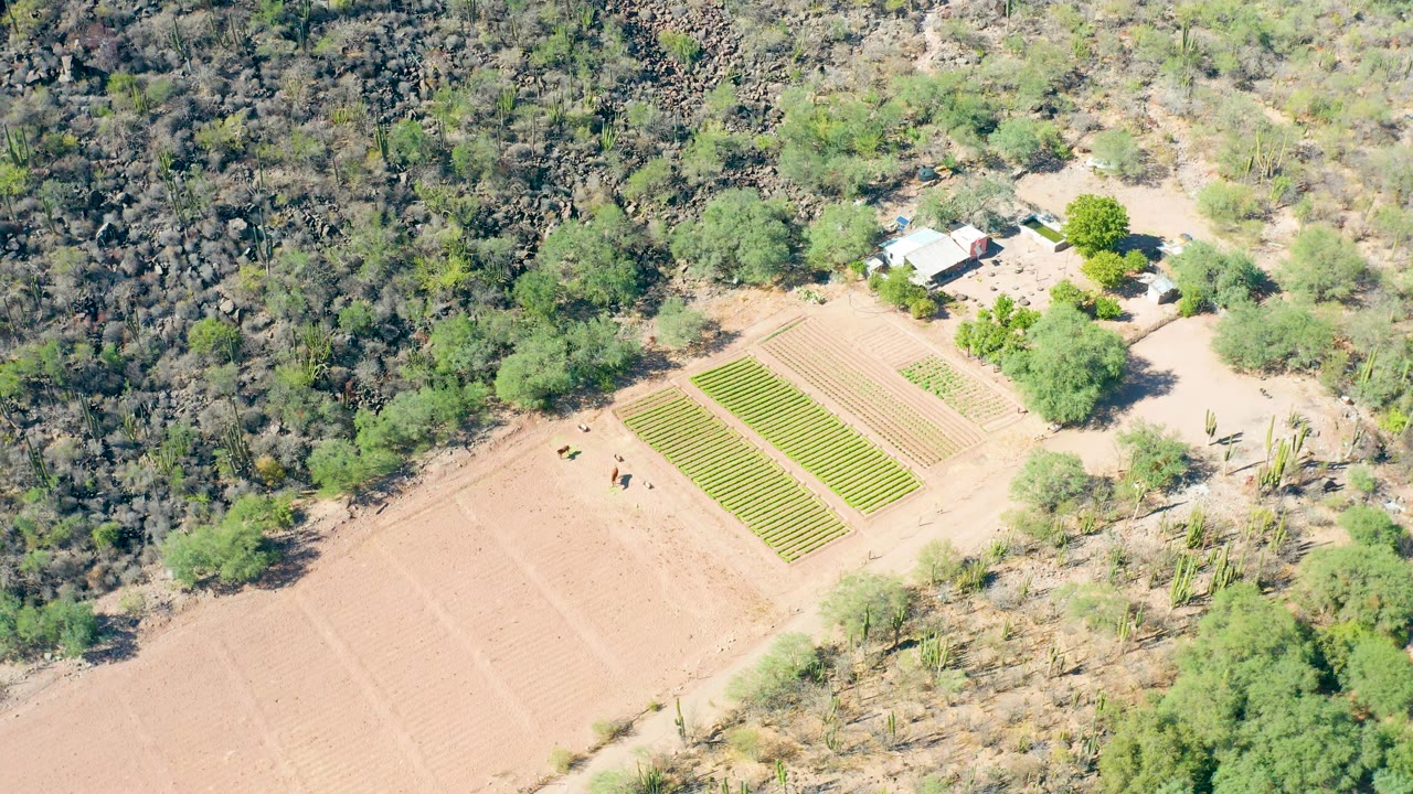 Aerial frame over San Javier, Baja California Sur showing tan tilled soil, rectangular green crop rows, surrounding trees, dry scrubland, and no clearly visible people.