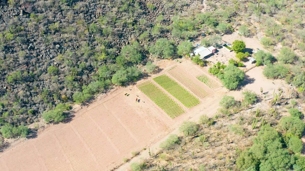 Aerial view over San Javier, Baja California Sur showing the crop rows slightly right of center, tan plowed ground below, scrubby trees above, and no clearly visible people.