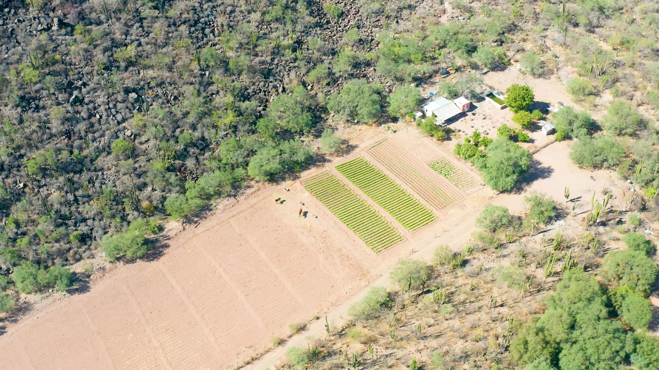 Aerial farm scene with tilled soil, green rows, trees, and dry terrain.