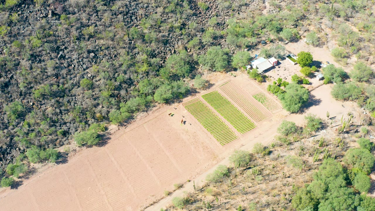 Aerial frame over San Javier, Baja California Sur, showing green crop rows beside a dry brown field, scattered trees, brushy hillside, a small building, and no visible people.