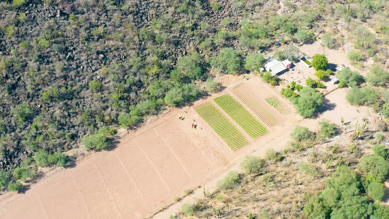 High drone view in San Javier, Baja California Sur, with parallel green crop rows near the center, pale dirt fields below, trees along the edges, a light-roofed building, and no visible people.