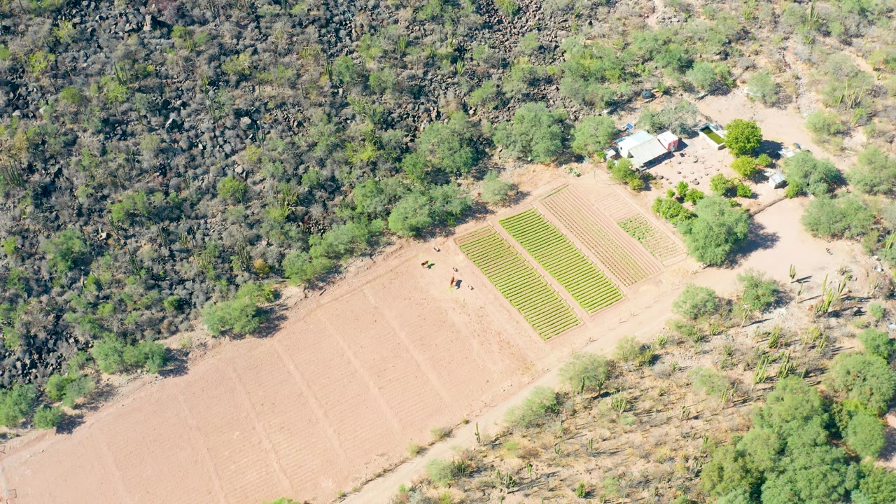 Aerial view over San Javier farmland with rectangular crop beds, tan soil, a surrounding band of green trees, rocky scrub beyond the field, a small building cluster, and no visible people.