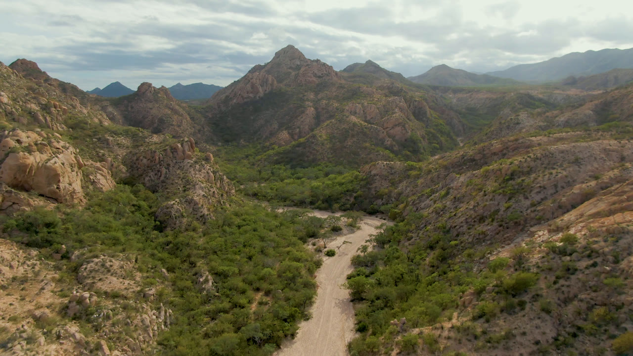 Aerial view in Cabo Pulmo showing the dirt road lower in frame, thick green vegetation through the valley floor, brown rocky slopes, distant mountains, and no visible people.