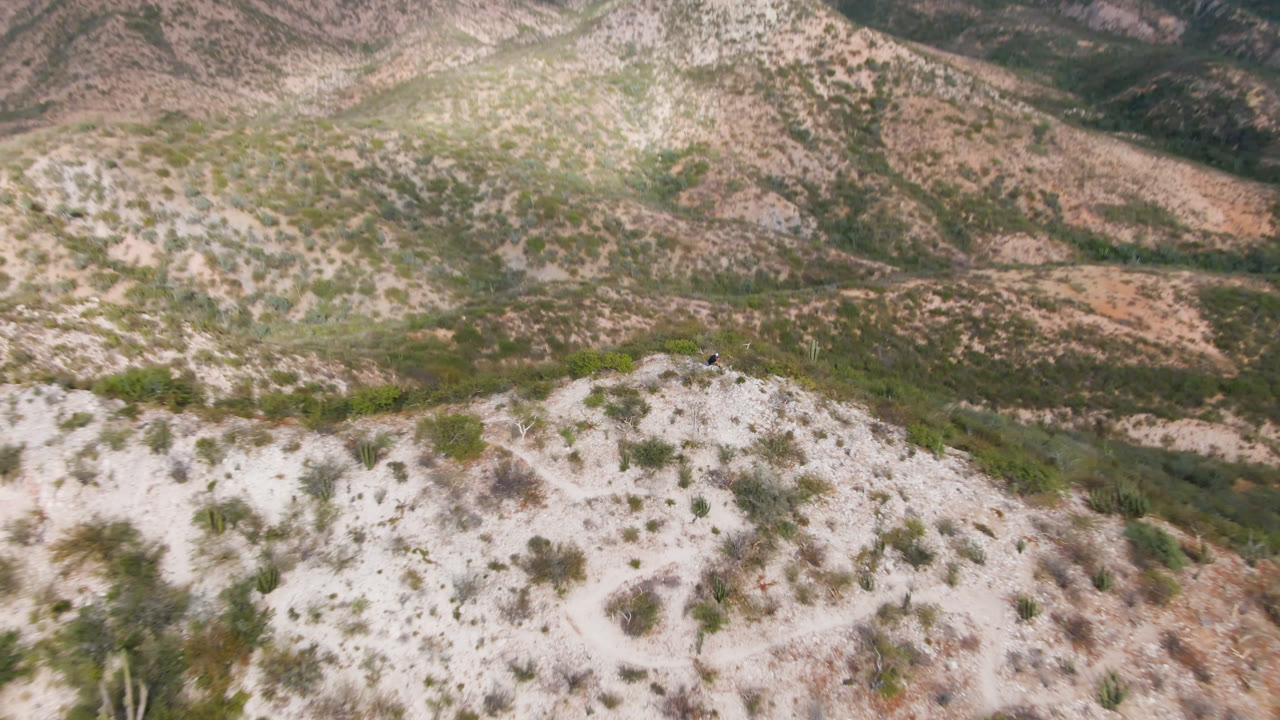High aerial frame over Cabo Pulmo, Baja California Sur, Mexico, showing a pale scrubby hilltop with a small visible person and dog near the upper ridge.