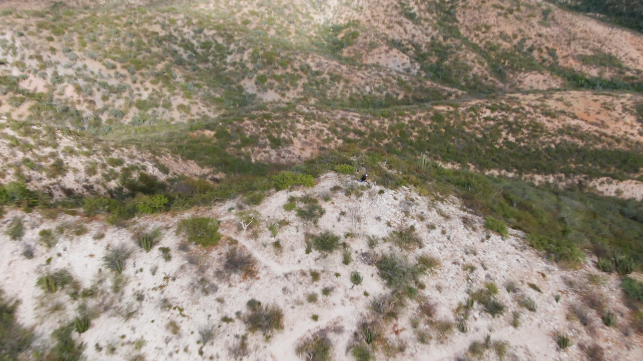 Aerial view in Cabo Pulmo looking down on rounded pale hills, sparse green shrubs, and a tiny person with a dog positioned on the crest near the center.
