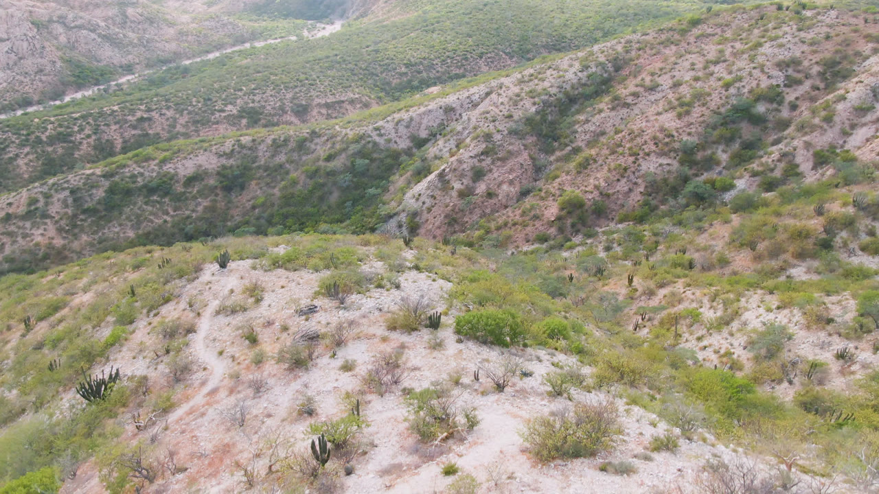Wide hillside view with desert plants and a small dark animal shape on the slope.