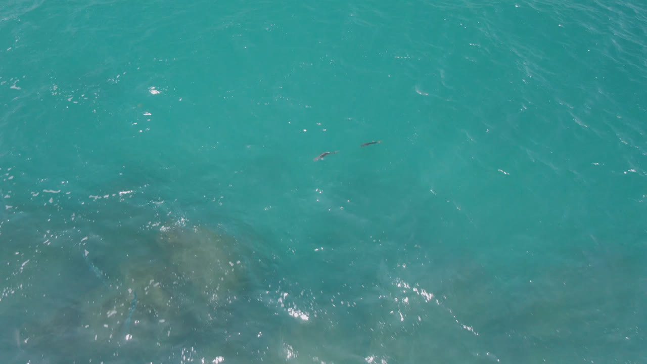 Two dolphins swim below turquoise water near a pale submerged rock patch at Laguna Beach, Baja California Sur, with no visible people.