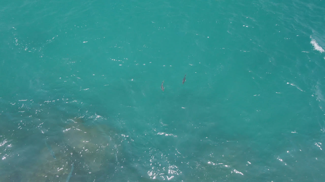 Two dolphins remain visible beneath open turquoise water at Laguna Beach, Baja California Sur, with scattered sun reflections and no visible people.